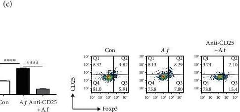 The persistent presence of fungi in lung injury induced by Aspergillus fumigatus is related to Tregs. (a) Increased CD4+CD25+Foxp3+ Treg proportion significant in PBMCs of patients infected with A. fumigatus (n = 7). (b) Foxp3 mRNA levels in the lungs were measured with q-PCR. Relative expression levels of the genes were expressed with the GAPDH housekeeping gene as an internal reference (n = 5/group). The expression of Foxp3 protein levels in the lungs was measured with Western blotting. Relative expression levels were expressed with the GAPDH as an internal reference (n = 3/group). (c) CD4+CD25+ T cells and CD4+CD25+Foxp3+ Tregs in the spleen were detected by flowcytometry, and FlowJo10 analyzed the proportions as prior described in Section 2. Increased CD4+CD25+ T cell and CD4+CD25+Foxp3+ Treg proportion significantly in the spleen of A. fumigatus infection mice (n = 5/group).Decreased susceptibility of mice to A. fumigatus infection after Treg depletion. (d) After pretreatment with CD25-neutralizing antibodies, the number of Treg cells in the spleen of mice with A. fumigatus infection group was significantly reduced, each group (n = 5/group). (e) Fungal load (colony-forming unit) after 1 day of infection (n = 4/group). Experiments were done at least three times. Data are presented as mean ± standard deviation. ∗Statistically significant difference (p < 0.05) against noninfected control. (f) Lungs from each experimental group were processed for histological examination after H&E staining. Lung injury scores were evaluated by the method described previously. ∗p < 0.05, ∗∗p < 0.01, ∗∗∗p < 0.001, and ∗∗∗∗p < 0.0001 by Student's unpaired two-tailed t test and the one-way ANOVA followed by the Tukey post hoc test. Error bars represent SEM. Image collected and cropped by CiteAb from the following open publication (//pubmed.ncbi.nlm.nih.gov/34222495), licensed under a CC-BY license. Not internally tested by R&D Systems.
