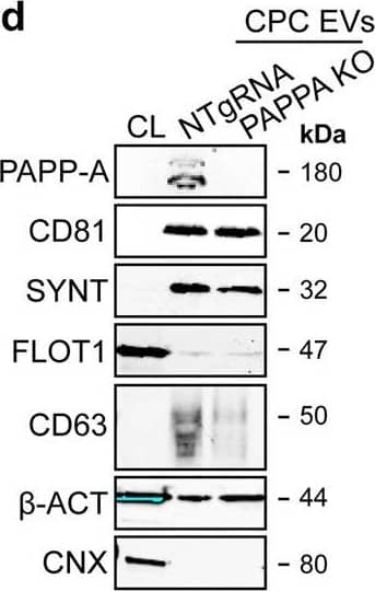 PAPPA KO-EVs were generated using CRISPR/Cas9.a Schematic depicting hypothesized mechanism of (intra)cellular signalling activated by EV-associated PAPP-A, based on identified proteins and significantly altered phosphosites measured in HMEC-1 upon veh-EV stimulation by (phopho)proteomic analysis. Detected proteins in HMEC-1 are displayed in grey, while significantly changing phosphosites present in cluster C1 (see Fig. 3d) are displayed in brown. b Representative western blot analysis of phosphorylated AKT (pAKT), total AKT (tAKT), phosphorylated ERK1/2 (pERK1/2) and total ERK1/2 (tERK1/2) in HMEC-1 treated with 6 × 1010 or 2 × 1010 CPC-EVs, or with 200 ng/mL free IGF-1 after pre-incubation with different doses of picropodophyllin (PPP).  beta -actin ( beta -ACT) was included as housekeeping protein (I = phosphorylated protein blot, II = total protein blot). Biological replicates of (b) are displayed in Supplementary Fig. 9g, h. c Sanger sequencing results confirming 1 bp insertion in exon 3 of PAPPA at the CRISPR/Cas9 target site of the PAPPA KO-CPC clone, compared with the NTgRNA polyclonal CPC line. d Western blot analysis showing the absence of PAPP-A in PAPPA KO-EVs, compared with NTgRNA-EVs; the presence of CD81, CD63, Syntenin-1 (SYNT), Flotillin (FLOT1),  beta -ACT, and absence of Calnexin (CNX) in both EV populations. FLOT1,  beta -ACT and CNX were present in CPC lysate (CL). e Representative NTA plot showing the size distribution and particle concentration of PAPPA KO- and NTgRNA-CPC-EVs. f Protein content per 1 × 1010 PAPPA KO- and NTgRNA-EVs of two representative experiments. Image collected and cropped by CiteAb from the following open publication (//pubmed.ncbi.nlm.nih.gov/37528162), licensed under a CC-BY license. Not internally tested by R&D Systems.