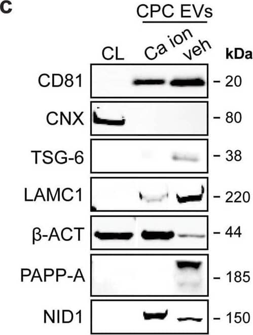 Western Blot Pappalysin-1/PAPP-A Antibody [Unconjugated]