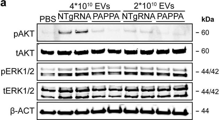 PAPPA KO-EVs showed reduced activation of intracellular signalling and activation of HMEC-1 migration and sprout formation.a–d Representative western blot analyses of pAKT, tAKT, pERK1/2 and tERK1/2 in HMEC-1 treated with PAPPA KO- and NTgRNA-EVs normalized on two doses of a, b total particle numbers or c, d total protein content.  beta -ACT was included as housekeeping protein. b, d Quantification of pAKT, tAKT, pERK1/2 and tERK1/2 expression levels using densitometry expressed as pAKT/AKT and pERK/ERK ratios (n = 3). Biological replicates of (a, c) are also displayed in Supplementary Fig. 9i–k. e Wound healing assay showing effects of 1 µg and 2 × 1010 NTgRNA- and PAPPA KO-EVs on HMEC-1 migration, analysed both as % wound closure and absolute migration distance (n = 3, technical replicates. Data are representative of three biologically independent experiments). f, g Sprouting assay showing NTgRNA- and PAPPA KO-EV-induced HMEC-1 sprout formation on beads, analysed both as (g) mean length per sprout and total sprout length per bead (n = 3, technical replicates. Data are representative of two biologically independent experiments). Data are presented as mean ± SD. *p < 0.033, **p < 0.0021, ***p < 0.0002. Image collected and cropped by CiteAb from the following open publication (//pubmed.ncbi.nlm.nih.gov/37528162), licensed under a CC-BY license. Not internally tested by R&D Systems.