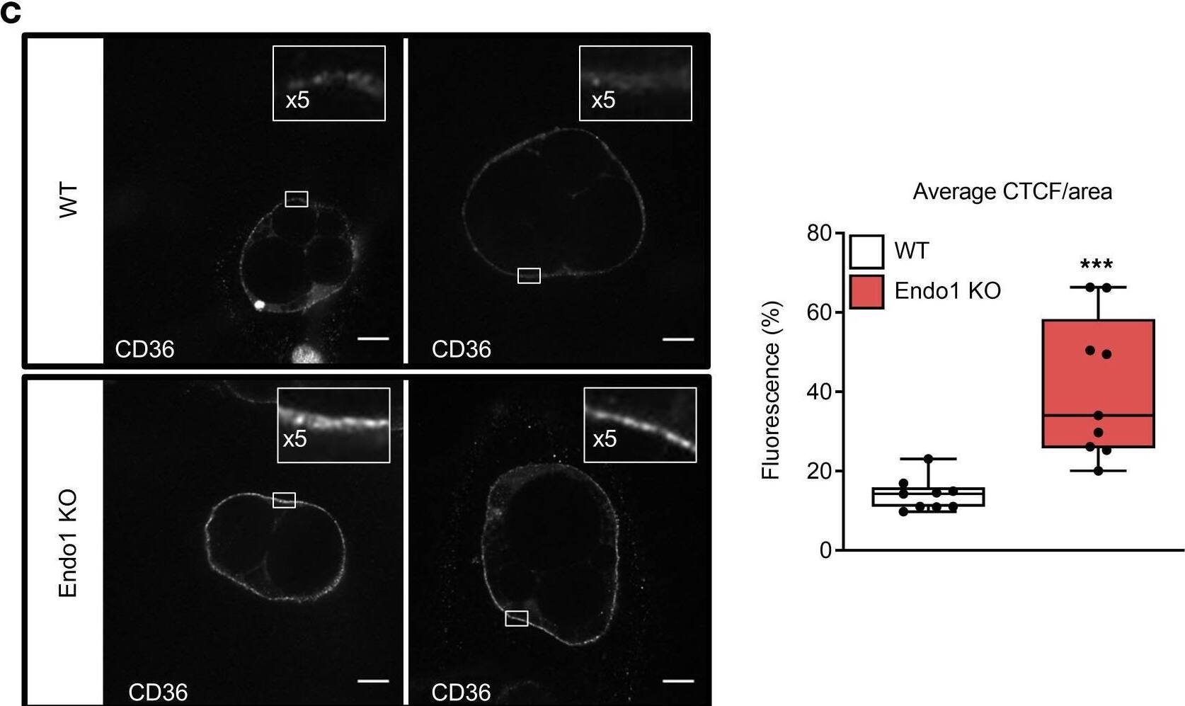 Absence of Endo1 increases cell surface CD36 levels and lipid uptake in adipocytes.(A) Cell surface expression of CD36 in mature white adipocytes. **P < 0.01 versus WT. Results are expressed as mean ± SEM (n = 4). Two-tailed t test. (B) Total CD36 expression in gonadal adipose tissue (GAT) and s.c. adipose tissue (SAT). The molecular weights of protein markers are indicated (kDa). Results are expressed as mean ± SEM (n = 5). (C) Immunofluorescence images of CD36 cell surface expression in differentiated white adipocytes (left panel). Level of cellular fluorescence determined by corrected total cell fluorescence per area (CTCF/area). Results are expressed as mean ± SEM (n = 9). ***P < 0.005 versus WT. Two-tailed t test (right panel). Scale bar: 20 μm. (D) Lipid uptake in differentiated adipocytes, mature adipocytes, and differentiated myotubes. Results are expressed as mean ± SEM (n = 5–6). *P < 0.05; **P < 0.01; ****P < 0.001 versus basal. †P < 0.05; ††P < 0.01; ††††P < 0.001 versus WT. One-way ANOVA with Bonferroni correction. Image collected and cropped by CiteAb from the following open publication (//insight.jci.org/articles/view/168418), licensed under a CC-BY license. Not internally tested by R&D Systems.