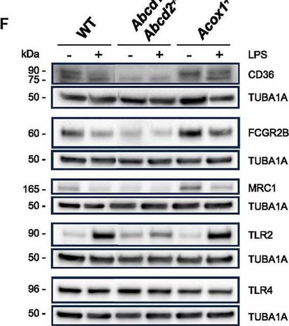 Liver GADD45 beta  controls liver fatty acid handling by cytosolic FABP1 retentionA, BMale GADD45 beta +/+ (WT; n = 16) or GADD45 beta −/− (KO; n = 15) mice fasted for 24 h (fasted) with (AV‐G45b OE) or without (AV‐NC) liver‐restricted GADD45 beta  over‐expression (n = 7–8/group). Liver mRNA expression of Gadd45b (A) as well as fatty acid metabolic genes (B) encompassing transport (Slc28a2, Slc27a5, Cd36), intracellular binding (Fabp1, Dbi) and metabolism (Acly, Dgat1, Atgl, Hsl).CRepresentative immunoblots of FATP2, CD36, FABP1 and GADD45 beta  from liver whole tissue lysate (W) as well as fractionated organelles/intracellular structures including nuclei (N), mitochondria (MT), microsomes (MS) and cytoplasm (C), from GADD45 beta +/+ (WT) and GADD45 beta −/− (KO) mice.DQuantified band densities of FABP1 enrichment from fractions in C (n = 4/group).ELiver fraction enrichment of FABP1 from male GADD45 beta +/+ (WT) or GADD45 beta −/− (KO) mice fasted for 24 h with (AD‐G45b OE) or without (AD‐NC) liver‐restricted GADD45 beta  over‐expression (n = 4/group). Insert shows a representative FABP1 immunoblot.FLiver fraction enrichment of FABP1 from obese/diabetic male db/db mice fasted for 24 h with (AD‐G45b OE) or without (AD‐NC) liver‐restricted GADD45 beta  over‐expression (n = 4/group). Insert shows a representative FABP1 immunoblot.GFABP1 and GADD45B immunoblots from Flag immunoprecipitations (IP‐FLAG) or mock IP (IP‐HA) from liver input samples from mice with (AD‐G45b OE) or without (AD‐NC) liver‐restricted GADD45 beta  over‐expression. Shown is a representative immunoblot from 3 separate experiments using 3 different input samples per condition.H–JLiver tissue long‐chain acyl‐CoA (LC‐acyl‐CoA) concentrations were determined in GADD45 beta +/+ (WT) or GADD45 beta −/− (KO) mice (H; n = 6/group) with (AD‐G45b OE) or without (AD‐NC) liver‐restricted GADD45 beta  over‐expression (I; n = 5/group). Liver LC‐acyl‐CoA concentrations were determined in wild‐type (WT; C57Bl/6J) or obese/diabetic (db/db; BKS.Cg‐m+/+ Lepr DB/J) mice with (AD‐G45b OE) or without (AD‐NC) liver‐restricted GADD45 beta  over‐expression (J; n = 4/group).Data information: Data are mean ± SEM. Effect of genotype, *P  1, AdjP Value < 0.05) in WT, Abcd1−/−Abcd2−/−, and Acox1−/− BV-2 cells (DataSet GSE237635). (D) Venn diagrams representing the LPS response of these DEGs (three independent batches of BV-2 cells for each genotype). (E) Heat map representing RNA-Seq gene expression of these DEGs at 24 h after LPS stimulation in WT, Abcd1−/−Abcd2−/−, and Acox1−/− BV-2 cells. (F) Representative image of Western blotting analysis (three independent experiments) of the expression levels of CD36, FCGR2B, MRC1, TLR2, and TLR4 in WT, Abcd1−/−Abcd2−/−, and Acox1−/− BV-2 cells untreated (–) or treated with LPS for 24 h (+). Expected molecular weights are indicated. Source data are available online for this figure. Image collected and cropped by CiteAb from the following open publication (//www.frontiersin.org/articles/10.3389/fnmol.2023.1299314/full), licensed under a CC-BY license. Not internally tested by R&D Systems.