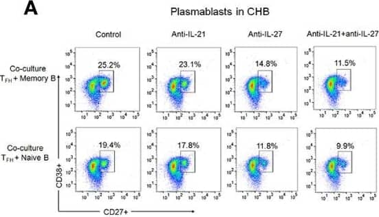 IL-27 secreted by TFH cells support plasmablasts and plasma cell formation. (A–C) Mechanism of TFH mediated B cell response was determined by autologous TFH-B cell co-culture (CHB: n=5, HC-vacc: n=5). To imitate HBV-specific interactions between TFH and B cells, FACS-sorted TFH cells were first primed with HBsAg for 3 h, washed and then incubated with autologous CD19+CD27+ memory and CD19+CD27-IgD+ naïve B cells with and without of IL-21 and IL-27 neutralizing antibodies for 5 days. Generation of plasmablasts and plasma cells was analyzed by flow cytometry (D) expression of Blimp-1 (CHB: n=5, HC-vacc: n=5). Plasmablasts were gated as CD27+CD38+ cells and plasma cells were defined based on CD27+CD38+CD138. (E) Incubation of memory B and naïve B cells with rIL-27 for 5 days showed increased plasmablasts and plasma cell formation (CHB: n=5). Statistical analysis was performed using either Kruskal-Wallis test (ANOVA) with Dunn’s post hoc test for multiple comparisons or paired t test. Bars indicates mean and error bars designate standard deviation. * indicates p < 0.05, **p < 0.01 and ***p < 0.001. Image collected and cropped by CiteAb from the following open publication (//pubmed.ncbi.nlm.nih.gov/33584666), licensed under a CC-BY license. Not internally tested by R&D Systems.