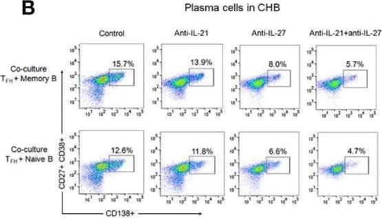 IL-27 secreted by TFH cells support plasmablasts and plasma cell formation. (A–C) Mechanism of TFH mediated B cell response was determined by autologous TFH-B cell co-culture (CHB: n=5, HC-vacc: n=5). To imitate HBV-specific interactions between TFH and B cells, FACS-sorted TFH cells were first primed with HBsAg for 3 h, washed and then incubated with autologous CD19+CD27+ memory and CD19+CD27-IgD+ naïve B cells with and without of IL-21 and IL-27 neutralizing antibodies for 5 days. Generation of plasmablasts and plasma cells was analyzed by flow cytometry (D) expression of Blimp-1 (CHB: n=5, HC-vacc: n=5). Plasmablasts were gated as CD27+CD38+ cells and plasma cells were defined based on CD27+CD38+CD138. (E) Incubation of memory B and naïve B cells with rIL-27 for 5 days showed increased plasmablasts and plasma cell formation (CHB: n=5). Statistical analysis was performed using either Kruskal-Wallis test (ANOVA) with Dunn’s post hoc test for multiple comparisons or paired t test. Bars indicates mean and error bars designate standard deviation. * indicates p < 0.05, **p < 0.01 and ***p < 0.001. Image collected and cropped by CiteAb from the following open publication (//pubmed.ncbi.nlm.nih.gov/33584666), licensed under a CC-BY license. Not internally tested by R&D Systems.