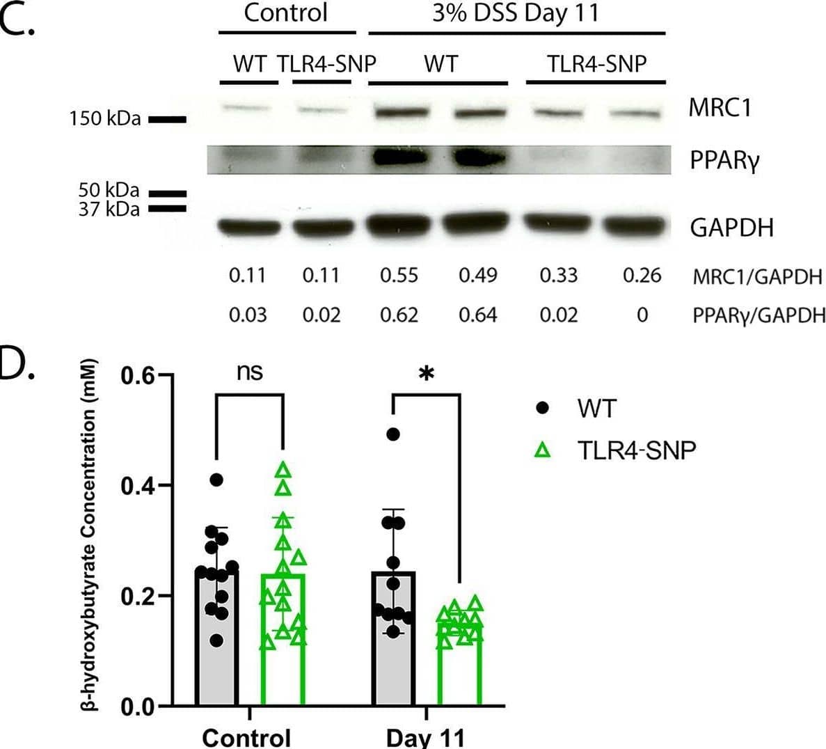Western Blot MMR/CD206/Mannose Receptor Antibody [Unconjugated]