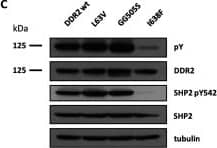 Targeted proteomic profiling of lung SCC DDR2 mutants(A) Domain organization and location of DDR2 point mutations used in the present study. JM, juxtamembrane; TM, transmembrane domain. (B) Colony formation assay of DDR2 mutants grown in 3D collagen I gels (n=3). Values are means±S.E.M., statistical significance of wild-type and mutant DDR2 data compared with the empty vector control was performed by ANOVA with Dunnett's post-test where **P<0.01 and *P<0.05. (C) Immunoblot of mutant DDR2 cells after stimulation with collagen I for 24 h. Phosphotyrosine (pY) is measured by the pY100 antibody. (D) Normalized densitometry measurements of phosphotyrosine and phosphorylated SHP-2 blots (n=3). ***P<0.001 and **P<0.01. Normalization is performed relative to the loading control, tubulin. (E) SRM analysis of DDR2 receptor and SHP-2 phosphorylation in wild-type and lung SCC point mutations post activation with collagen I at 24 h (n=3). Values are means±S.E.M., statistical significance of mutant DDR2 phosphorylation data compared with wild-type DDR2 was performed by paired Student's t test where ***P<0.001 and *P<0.05. Representative transitions are shown as indicated in Supplementary Table S3 at //www.biochemj.org/bj/454/bj4540501add.htm. Image collected and cropped by CiteAb from the following publication (//pubmed.ncbi.nlm.nih.gov/23822953), licensed under a CC-BY license. Not internally tested by R&D Systems.