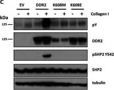 DDR2 phosphorylates SHP-2 in a temporal and kinase-dependent manner(A) SRM analysis of DDR2 activation loop (Tyr736 and Tyr740/Tyr741) and SHP-2 (Tyr62) phosphorylation at 0 and 24 h post-stimulation with collagen I (n=3). Values are means±S.E.M., **P<0.01 using paired Student's t test. Representative transitions are shown as indicated in Supplementary Table S3 (at //www.biochemj.org/bj/454/bj4540501add.htm). (B) Immunoblot of DDR2 and SHP-2 (Tyr542) phosphorylation shows a temporal up-regulation of SHP-2 phosphorylation upon simulation with collagen. Phosphotyrosine (pY) is measured by the 4G10 antibody. (C) Immunoblot of kinase-dead DDR2 mutants (K608M and K608E) indicate that tyrosine phosphorylation of SHP-2 (Tyr542) is dependent on DDR2 kinase activity. EV, empty vector control. Image collected and cropped by CiteAb from the following publication (//pubmed.ncbi.nlm.nih.gov/23822953), licensed under a CC-BY license. Not internally tested by R&D Systems.