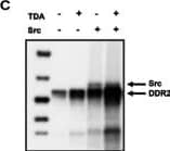 DDR2 receptor phosphorylation and in vitro kinase assay(A) Plots of relative DDR2 phosphorylation levels as a function of time after collagen stimulation. Temporal profiles of DDR2 sites show distinct responses to collagen stimulation. Measurements are expressed relative to the 24 h time point. (B) In vitro kinase assay measuring the incorporation of 32P into the Axltide substrate peptide. Equal amounts (750 nM) of Src and DDR2 were mixed together with 300 pM TDA in kinase assay buffer. Data represent the fold change relative to control (DDR2). (C) Immunoblot of total phosphotyrosine levels (using the 4G10 antibody) obtained from the in vitro kinase reaction showing increased phosphorylation levels that correlate with DDR2 kinase activity. Image collected and cropped by CiteAb from the following publication (//pubmed.ncbi.nlm.nih.gov/23822953), licensed under a CC-BY license. Not internally tested by R&D Systems.