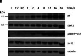 DDR2 phosphorylates SHP-2 in a temporal and kinase-dependent manner(A) SRM analysis of DDR2 activation loop (Tyr736 and Tyr740/Tyr741) and SHP-2 (Tyr62) phosphorylation at 0 and 24 h post-stimulation with collagen I (n=3). Values are means±S.E.M., **P<0.01 using paired Student's t test. Representative transitions are shown as indicated in Supplementary Table S3 (at //www.biochemj.org/bj/454/bj4540501add.htm). (B) Immunoblot of DDR2 and SHP-2 (Tyr542) phosphorylation shows a temporal up-regulation of SHP-2 phosphorylation upon simulation with collagen. Phosphotyrosine (pY) is measured by the 4G10 antibody. (C) Immunoblot of kinase-dead DDR2 mutants (K608M and K608E) indicate that tyrosine phosphorylation of SHP-2 (Tyr542) is dependent on DDR2 kinase activity. EV, empty vector control. Image collected and cropped by CiteAb from the following publication (//pubmed.ncbi.nlm.nih.gov/23822953), licensed under a CC-BY license. Not internally tested by R&D Systems.