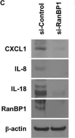 Western Blot IL-18/IL-1F4 Antibody [Unconjugated]
