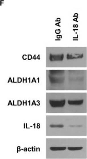 Western Blot IL-18/IL-1F4 Antibody [Unconjugated]