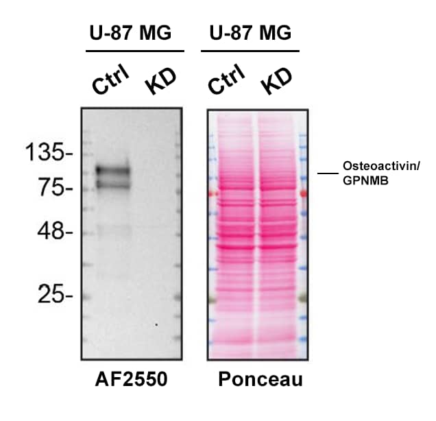 <b>Genetic Strategies Validation. </b>Western blot shows lysates of U‑87 MG human glioblastoma/astrocytoma parental cell line and Osteoactivin/GPNMB knockdown U-87 MG cell line (KD). Nitrocellulose membrane was probed with 0.4 µg/mL Goat Anti-Human Osteoactivin/GPNMB Antigen Affinity-purified Polyclonal Antibody (Catalog # AF2550) followed by HRP-conjugated secondary antibody. Specific bands were detected for Osteoactivin/GPNMB at approximately 76 and 120 kDa (as indicated) in the parental U-87 MG cell line, but is significantly reduced in the U-87 MG cell line. The Ponceau stained transfer of the blot is shown. This experiment was conducted under reducing conditions. Image, protocol, and testing courtesy of YCharOS Inc. See ycharos.com for additional details.