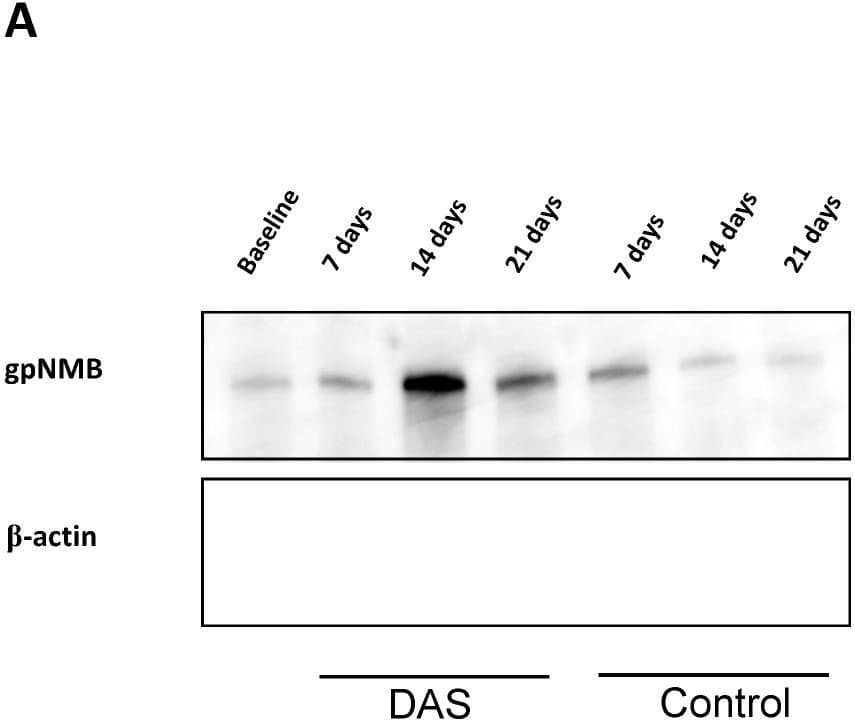 Dasatinib can upregulate the expression of gpNMB in MDA-MB-468-bearing mice. The mice were separated into two groups and were treated with either dasatinib or vehicle control for 21 days. Subgroups of mice (n = 4) were euthanized at different timepoints. Tumors were then subjected to Western blot analyses of gpNMB and ꞵ-actin. (A) Western blot images of gpNMB and ꞵ-actin; (B) Plot of normalized gpNMB expression with ꞵ-actin. DAS = dasatinib. ns = not significant. Image collected and cropped by CiteAb from the following open publication (//pubmed.ncbi.nlm.nih.gov/36900378), licensed under a CC-BY license. Not internally tested by R&D Systems.