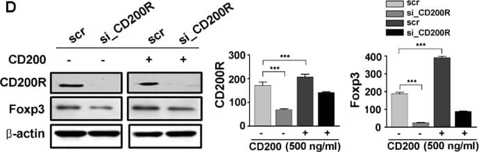 Western Blot CD200R1 Antibody [Unconjugated]