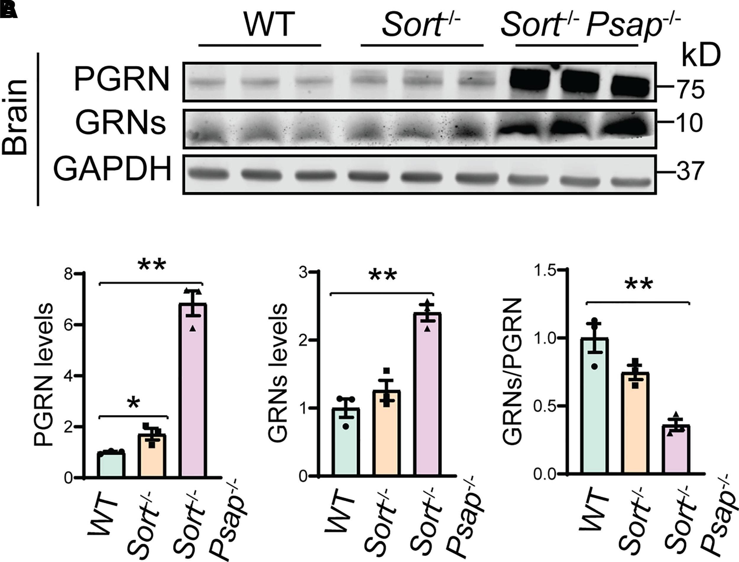 Western Blot Progranulin/PGRN Antibody [Unconjugated]