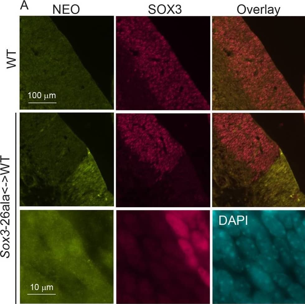 Transcription is unaffected but protein is cleared from mutant cells.A) SOX3 protein is present in every WT cell (NEO−) of the 13.5 dpc telencephalic ventricular zone but virtually absent from equivalent tissue derived from Sox3-26ala cells (NEO+). B) Comparison of SOX3 immunostaining on Sox3-null cells (from a 14.5 dpc +/− embryo) and Sox3-26ala expressing cells (from a Sox3-26ala  WT chimera) confirming that the antibody is SOX3-specific and that the Sox3-26ala expressing cells exhibit a low level of residual nuclear protein. C) WT, Neo, Sox3-26ala and Sox3-null ES cells were differentiated for 5 days in CDM as multi-cellular bodies. Rare SOX3 positive cells were detected in Sox3-26ala CDMs while the majority of cells had low SOX3 protein levels in comparison to neighbouring WT CDM bodies processed on the same slide. D–E) WT, Neo, Sox3-26ala and Sox3-null ES cells were grown in N2B27 for 4 days to form neural progenitors. Western blotting for SOX3 reveals a dramatic reduction of protein in Sox3-26ala cells (D); 3 and 30 minute exposures are shown. E) Transcript levels of Sox3 are not affected in Sox3-26ala cells as determined by qPCR. Three experimental replicates are shown. Data was normalised to Sox3 levels inSox3-Neo control cells and error bars represent SEM. F) ISH confirms that Sox3 transcript is present at comparable levels in ventricular zone cells at 13.5 dpc derived from both WT (Neo−) and Sox3-26ala (Neo+) cells. ISH performed on adjacent 10 µm coronal sections of 13.5 dpc chimeric telencephalon. Image collected and cropped by CiteAb from the following open publication (//pubmed.ncbi.nlm.nih.gov/23505376), licensed under a CC-BY license. Not internally tested by R&D Systems.