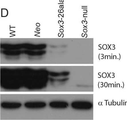 Western Blot SOX3 Antibody [Unconjugated]