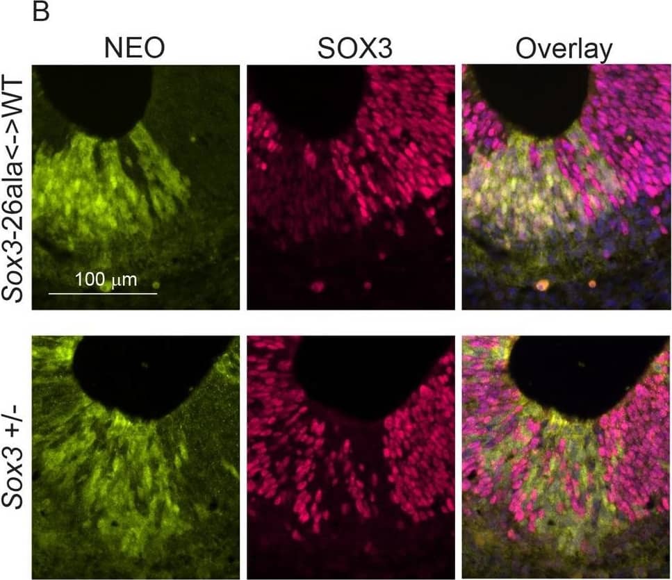 Transcription is unaffected but protein is cleared from mutant cells.A) SOX3 protein is present in every WT cell (NEO−) of the 13.5 dpc telencephalic ventricular zone but virtually absent from equivalent tissue derived from Sox3-26ala cells (NEO+). B) Comparison of SOX3 immunostaining on Sox3-null cells (from a 14.5 dpc +/− embryo) and Sox3-26ala expressing cells (from a Sox3-26ala  WT chimera) confirming that the antibody is SOX3-specific and that the Sox3-26ala expressing cells exhibit a low level of residual nuclear protein. C) WT, Neo, Sox3-26ala and Sox3-null ES cells were differentiated for 5 days in CDM as multi-cellular bodies. Rare SOX3 positive cells were detected in Sox3-26ala CDMs while the majority of cells had low SOX3 protein levels in comparison to neighbouring WT CDM bodies processed on the same slide. D–E) WT, Neo, Sox3-26ala and Sox3-null ES cells were grown in N2B27 for 4 days to form neural progenitors. Western blotting for SOX3 reveals a dramatic reduction of protein in Sox3-26ala cells (D); 3 and 30 minute exposures are shown. E) Transcript levels of Sox3 are not affected in Sox3-26ala cells as determined by qPCR. Three experimental replicates are shown. Data was normalised to Sox3 levels inSox3-Neo control cells and error bars represent SEM. F) ISH confirms that Sox3 transcript is present at comparable levels in ventricular zone cells at 13.5 dpc derived from both WT (Neo−) and Sox3-26ala (Neo+) cells. ISH performed on adjacent 10 µm coronal sections of 13.5 dpc chimeric telencephalon. Image collected and cropped by CiteAb from the following open publication (//pubmed.ncbi.nlm.nih.gov/23505376), licensed under a CC-BY license. Not internally tested by R&D Systems.