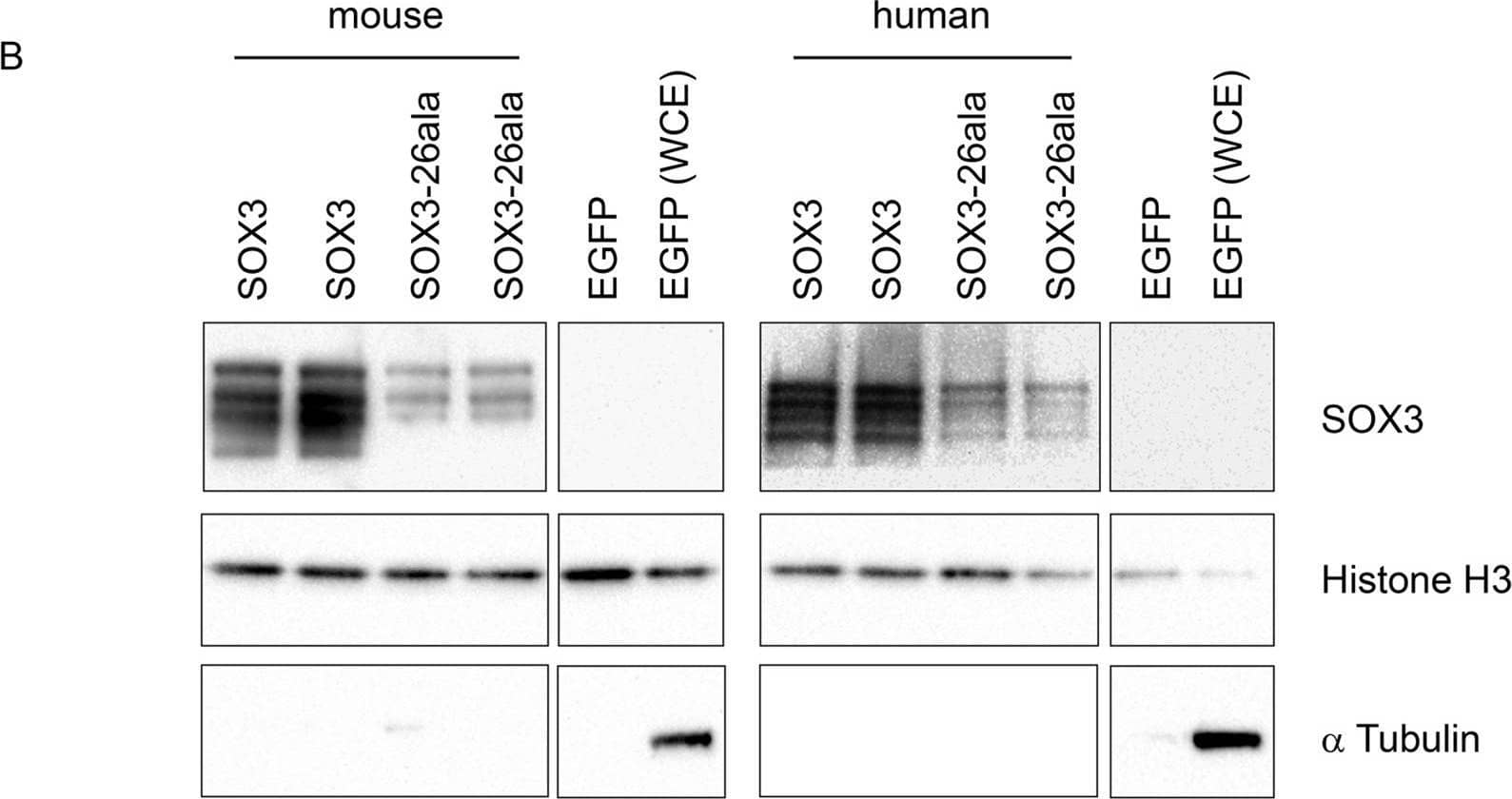 SOX3-26ala from mouse and human retains transactivation activity.A) COS-7 cells were transfected with pcDNA3.1 expression vector containing either mouse Sox3, human SOX3, mouse Sox3-26ala, human SOX3-26ala or an empty vector control. Values represent mean normalised luciferase values plus standard deviation of four independent experiments measured 48 hours after transfection. Student's T-tests (two tailed, unequal variance) of SOX3-26ala from human or mouse compared to empty vector control show a statistically significant increase in luciferase activity. B) Nuclear protein lysates prepared from duplicate plates 48 hours after transfection show that less SOX3 is detected in the nucleus of cells expressing both mouse and human SOX3-26ala. pcDNA3.1-EGFP transfected cells were used as a control and prepared for both nuclear protein and whole cell extracts (WCE). Blotting for Histone H3, indicates equal loading and blotting for  alpha -Tubulin shows an absence of cytoplasmic contamination in nuclear preparations. Transfection efficiency was determined by co-transfecting EGFP and counting positive cells prior to harvesting and found to be equal for all plasmids. Image collected and cropped by CiteAb from the following open publication (//pubmed.ncbi.nlm.nih.gov/23505376), licensed under a CC-BY license. Not internally tested by R&D Systems.