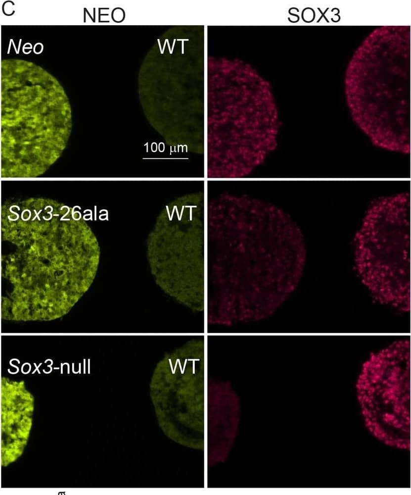 Transcription is unaffected but protein is cleared from mutant cells.A) SOX3 protein is present in every WT cell (NEO−) of the 13.5 dpc telencephalic ventricular zone but virtually absent from equivalent tissue derived from Sox3-26ala cells (NEO+). B) Comparison of SOX3 immunostaining on Sox3-null cells (from a 14.5 dpc +/− embryo) and Sox3-26ala expressing cells (from a Sox3-26ala  WT chimera) confirming that the antibody is SOX3-specific and that the Sox3-26ala expressing cells exhibit a low level of residual nuclear protein. C) WT, Neo, Sox3-26ala and Sox3-null ES cells were differentiated for 5 days in CDM as multi-cellular bodies. Rare SOX3 positive cells were detected in Sox3-26ala CDMs while the majority of cells had low SOX3 protein levels in comparison to neighbouring WT CDM bodies processed on the same slide. D–E) WT, Neo, Sox3-26ala and Sox3-null ES cells were grown in N2B27 for 4 days to form neural progenitors. Western blotting for SOX3 reveals a dramatic reduction of protein in Sox3-26ala cells (D); 3 and 30 minute exposures are shown. E) Transcript levels of Sox3 are not affected in Sox3-26ala cells as determined by qPCR. Three experimental replicates are shown. Data was normalised to Sox3 levels inSox3-Neo control cells and error bars represent SEM. F) ISH confirms that Sox3 transcript is present at comparable levels in ventricular zone cells at 13.5 dpc derived from both WT (Neo−) and Sox3-26ala (Neo+) cells. ISH performed on adjacent 10 µm coronal sections of 13.5 dpc chimeric telencephalon. Image collected and cropped by CiteAb from the following open publication (//pubmed.ncbi.nlm.nih.gov/23505376), licensed under a CC-BY license. Not internally tested by R&D Systems.