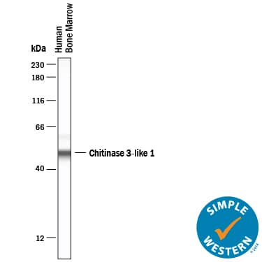 Simple Western lane view shows lysates of Human bone marrow, loaded at 0.2 mg/mL. A specific band was detected for Chitinase 3‑like 1 at approximately 50 kDa (as indicated) using 25 µg/mL of Goat Anti-Human Chitinase 3‑like 1/YKL-40 Antigen Affinity-purified Polyclonal Antibody (Catalog # AF2599) . This experiment was conducted under reducing conditions and using the 12-230 kDa separation system.