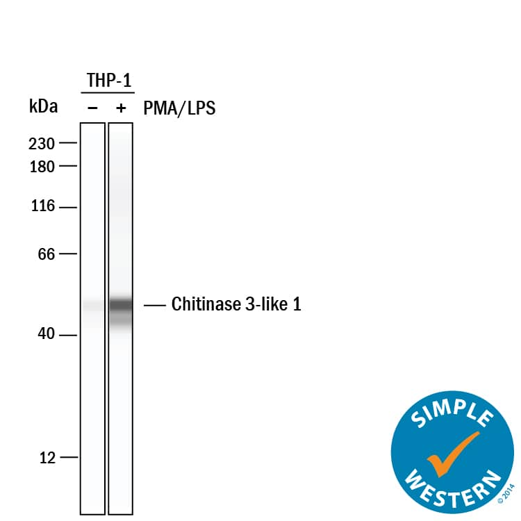 Simple Western lane view shows lysates of THP-1 human acute monocytic leukemia cell line untreated (-) or treated (+) with 200 nM PMA for 24 hours and 10 ug/ml LPS for 3 hours, loaded at 0.2 mg/mL. A specific band was detected for Chitinase 3‑like 1/YKL-40 at approximately 50 kDa (as indicated) using 25 µg/mL of Goat Anti-Human Chitinase 3‑like 1/YKL-40 Antigen Affinity-purified Polyclonal Antibody (Catalog # AF2599). This experiment was conducted under reducing conditions and using the 12-230 kDa separation system.