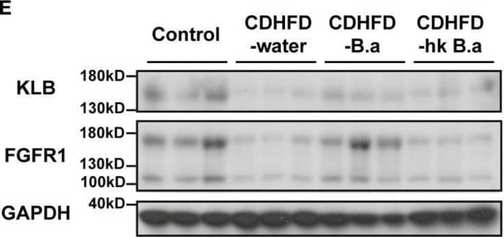 Western Blot Klotho beta Antibody