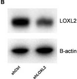 <b>Genetic Strategies Validation. </b>LOXL2 is responsible for increased collagen crosslinking activity in hypoxic EC‐derived exosomes. (A) LOXL2 mRNA expression is decreased in shLOXL2‐transfected EC (shLOXL2) compared to control‐infected EC (shCtrl) (n = 7 ± SD, Student's t‐test). (B) LOXL2 protein expression is decreased in shLOXL2‐transfected EC‐derived exosomes. (C) Analysis of lysyl oxidase activity in exosomes from control (shCtrl) and LOXL2 knock‐down (shLOXL2) (n = 3 ± SD, Student's t‐test). (D) Collagen gels comparing control buffer (Vehicle), and exosomes from control (Exosomes shCtrl) and LOXL2 knock‐down (Exosomes shLOXL2) EC, and (E) quantification of gel contraction after 36 hrs for these conditions (n = 3 ± SD, anova). Collagen crosslinking activity of exosomes from control and LOXL2 knock‐down EC at 20% (Exosomes Control and shLOXL2 Control) and 2% O2 (shLOXL2 Hypoxia) was assessed using (F) the in vitro lysyl oxidase assay and (G and H) the collagen gel contraction assay (n = 3 ± SD, anova). *P < 0.05; ***P < 0.001. Image collected and cropped by CiteAb from the following publication (//pubmed.ncbi.nlm.nih.gov/26612622), licensed under a CC-BY license. Not internally tested by R&D Systems.