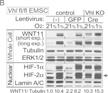 Hypoxia induces expression of WNT11 through VHL.(A,B) Higher basal levels of WNT11 protein in Vhl-deleted cells (lenti-Cre infected Vhlf/f). EMSCs isolated from Vhlf/f mouse were infected with lentivirus carrying either GFP gene (for control) or Cre recombinase (for knockout). Non-infected cells were also used as a control. Immunoblot analysis of control or Vhl KO EMSCs treated with 0.1 mM DMOG (A), and EMSCs exposed to air (21% O2) or hypoxia (1% O2) for 24 hrs (B). Laminin,  alpha -tubulin, and lamin A/C were used as loading controls, WNT11 normalized to  alpha -Tubulin was shown. (C,D) Inactivation of the Vhl gene results in increased Wnt11 mRNA. Wnt11 and Vegf mRNA levels in liver (C) or duodenum (D) were measured by qPCR in Liver-VhlcKO or duodenum-VhlcKO and control mice (n = 5 per group). Values normalized to Tbp mRNA are expressed relative to tissues from control mice. For panels (C,D), values are mean ± s.e.m. *p < 0.05, **p < 0.01. Image collected and cropped by CiteAb from the following open publication (//pubmed.ncbi.nlm.nih.gov/26861754), licensed under a CC-BY license. Not internally tested by R&D Systems.