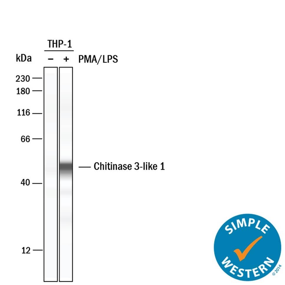 <b>Biological Strategies Validation. </b>Simple Western lane view shows lysates of THP‑1 human acute monocytic leukemia cell line untreated (-) or treated (+) with 200 nm PMA for 24 hours and 10 μg/ml LPS for 3 hours, loaded at 0.2 mg/mL. A specific band was detected for Chitinase 3‑like 1/YKL-40 at approximately 50 kDa (as indicated) using 25 µg/mL of Sheep Anti-Mouse Chitinase 3‑like 1/YKL-40 Antigen Affinity-purified Polyclonal Antibody (Catalog # AF2649) . This experiment was conducted under reducing conditions and using the 12-230 kDa separation system.