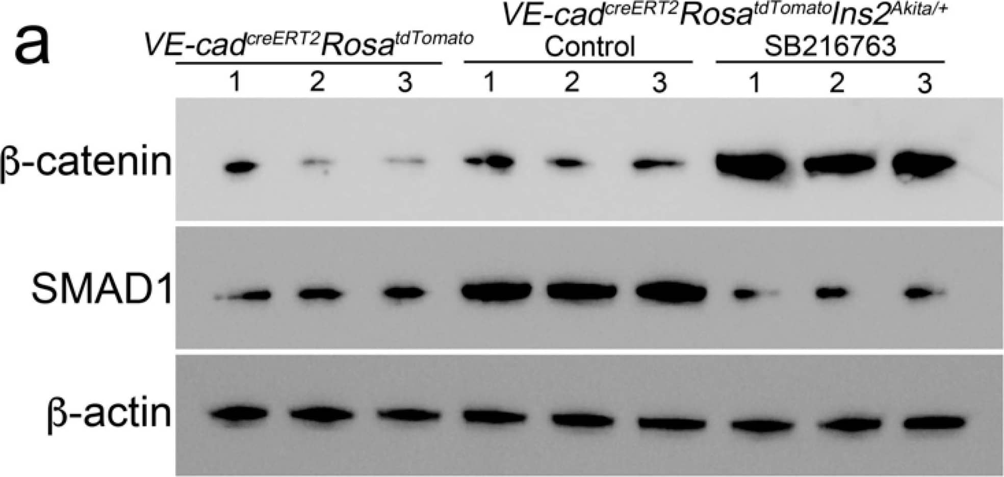 Immunoblotting (a) with densitometry analysis, and (b) of the tdTomato-positive cells isolated from VE-cadherincreERT2RosatdTomatoIns2Akita/+ and VE-cadherincreERT2RosatdTomato mice treated with or without SB216763 (n = 3). The numbers represent each sample. Densitometry was analyzed for statistical significance by ANOVA with post hoc Tukey’s analysis. *** p < 0.001. Image collected and cropped by CiteAb from the following open publication (//pubmed.ncbi.nlm.nih.gov/36983045), licensed under a CC-BY license. Not internally tested by R&D Systems.