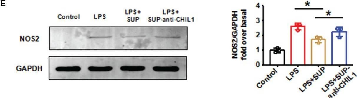 Immunodepletion of CHIL1 in A-Neu supernatant attenuated the inhibitory effect on pro-inflammatory macrophages. (A) Schematic representation of the experimental design: bone marrow-derived macrophages were stimulated with LPS 10 ng/mL for 3 hours, washed with PBS, and then cultured in the presence of A-Neu supernatant (SUP) or A-Neu supernatant immunodepleted with anti-CHIL1 (SUP-anti-CHIL1). Expressions of CCL4, TNF and NOS2 in indicated groups were detected by RT-qPCR (B, n=6), CBA (C, D, n=4) and WB (E, n=3). The results were presented as mean ± SD. One-way ANOVA was used. *P < 0.05. A-Neu, activated neutrophil; N-Neu, non-activated neutrophil; SUP, activated neutrophil supernatant; SUP-anti-CHIL1, activated neutrophil supernatant immunodepletion CHIL1; Ccl4, C-C chemokine motif ligand 4; Tnf, tumor necrosis factor; Nos2, nitric oxide synthase 2; LPS, lipopolysaccharide. Image collected and cropped by CiteAb from the following open publication (//pubmed.ncbi.nlm.nih.gov/35529851), licensed under a CC-BY license. Not internally tested by R&D Systems.