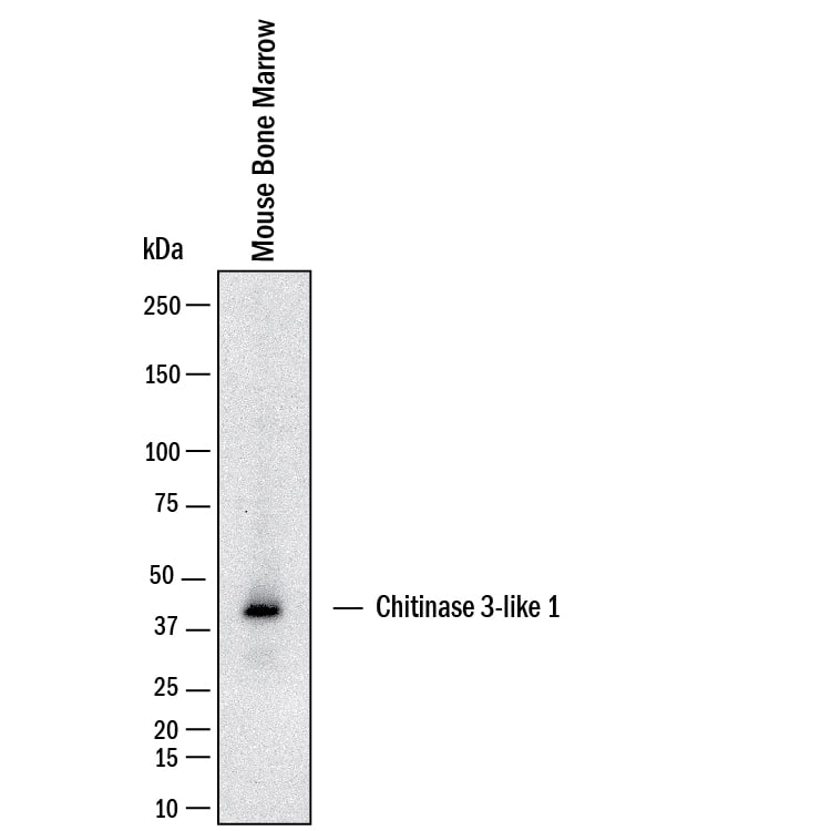 <b>Biological Strategies Validation. </b>Western blot shows lysates of mouse bone marrow. PVDF membrane was probed with 1 µg/mL of Sheep Anti-Mouse Chitinase 3‑like 1/YKL-40 Antigen Affinity-purified Polyclonal Antibody (Catalog # AF2649) followed by HRP-conjugated Anti-Sheep IgG Secondary Antibody (Catalog # HAF016). A specific band was detected for Chitinase 3‑like 1/YKL-40 at approximately 40 kDa (as indicated). This experiment was conducted under reducing conditions and using Western Blot Buffer Group 1.