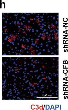 Down regulation of CFB in liver protects against Con-A induced liver injury.a Western blotting assay showing CFB expression in mouse livers after shRNA-CFB injection. b Representative co-immunofluorescent staining images for F4/80 with CFB (white arrows). Scale bar = 100 μm. c The strategy for establishing a mouse model of injection of shRNA-CFB and Con-A administration. d The ALT levels in serum of mice exposed to Con-A for 8 h, n = 6. e Representative HE-stained mouse livers. Scale bar = 100 μm. f Liver sections of were immunofluorescent stained with TUNEL. Scale bar = 200 μm. g Left, representative immunofluorescent staining images for ly6b. Scale bar = 100 μm. Right, quantitative determination of ly6b+ cells among groups as indicated, n = 4. h Left, representative immunofluorescent staining images for C3d. Scale bar = 100 μm. Right, quantitative determination of C3d area in a field of vision, n = 4. i Representative immunostaining images for C5b-9. Scale bar = 100 μm. j Left, representative immunofluorescent staining images for F4/80 (white arrows). Scale bar = 100 μm. Right, quantitative determination of F4/80+ cells among groups as indicated, n = 4. *p < 0.05. k Schematic working model on the role of mTORC1 activation in hepatocytes and KCs in the pathogenesis of ALD. Image collected and cropped by CiteAb from the following publication (//pubmed.ncbi.nlm.nih.gov/36494334), licensed under a CC-BY license. Not internally tested by R&D Systems.