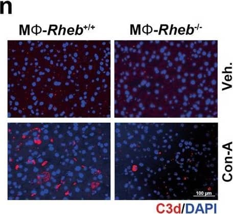 The activation of mTORC1 in KCs enhances complement alternative system.a Expression heatmap of genes of neutrophils chemotaxis or complement activation analyzed by RNA-seq from Tsc1+/+ and Tsc1-/- BMMs (n = 3 each). b Western blotting result was shown the expression of CFB protein in hepatic tissues from mice. c Left, representative co-immunofluorescent staining images for F4/80 with CFB. Scale bar = 50 μm. Right, quantitative determination of F4/80+ and CFB+ cells among groups as indicated, n = 3. d Western blotting assay showing the abundance for TSC1, CFB, and p-S6 in BMMs. e qRT-PCR analysis showing the CFB mRNA abundance in BMMs, n = 3. f Western blotting assay showing the abundance for TSC1, CFB, and p-S6 in KCs. g qRT-PCR analysis showing the CFB mRNA abundance in KCs, n = 3. h Representative immunofluorescent staining images for C3d. Scale bar = 50 μm. i Representative immunostaining images for C5b-9. Scale bar = 50 μm. j Western blotting assay showing the abundance for Rheb and CFB in BMMs. k Western blotting assay showing the abundance for Rheb and CFB in KCs. l Representative co-immunofluorescent staining images for F4/80 with CFB (white arrows). Scale bar = 100 μm. m Quantitative determination of F4/80+ and CFB+ cells among groups as indicated, n = 3. n Representative immunofluorescent staining images for C3d. Scale bar = 100 μm. o Representative immunostaining images for C5b-9 among groups as indicated. Scale bar = 100 μm. *p < 0.05. Image collected and cropped by CiteAb from the following publication (//pubmed.ncbi.nlm.nih.gov/36494334), licensed under a CC-BY license. Not internally tested by R&D Systems.