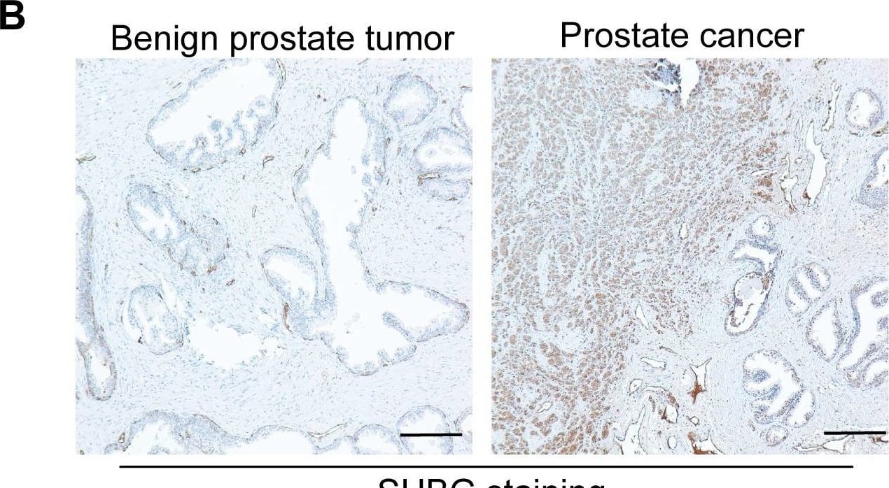 Immunohistochemistry SHBG Antibody [Unconjugated]