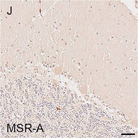 Illustrations and quantification in the cerebellar cortex (Cb) of immunostaining expressed as protein load (%) for the microglial markers TSPO (A–C), Iba1 (D–F), HLA–DR (G–I) and MSR-A (J–L). A significant increase with Braak stage was seen for Iba1 load (P = 0.012). Counterstaining: Haematoxylin. Scale bars = 50μm Image collected and cropped by CiteAb from the following open publication (//pubmed.ncbi.nlm.nih.gov/37580767), licensed under a CC-BY license. Not internally tested by R&D Systems.