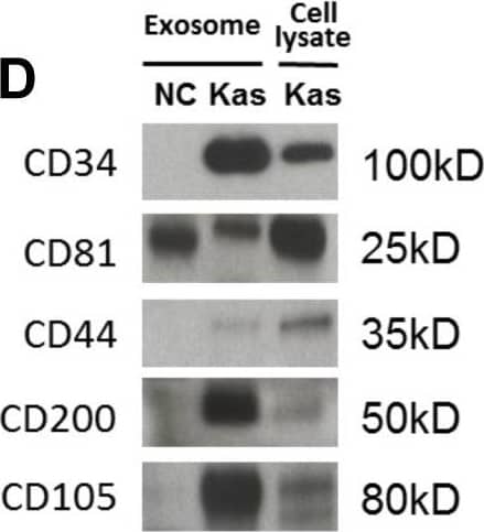 Studies with the Kasumi-1 cell line and with exosomes derived from Kasumi-1 culture supernatants. A) Flow cytometry of Kasumi-1 cells shows expression of blast markers, CD34, CD117 and CD33 and of CD81 (tetraspanin). Dotted lines indicate isotype controls. B) Kasumi-1 exosomes were separated on a continuous sucrose density gradient, and the collected gradient fractions were tested in Western blots for CD34 and CD81. CD34+ and CD81+ exosomes were recovered at the density of 1.10–1.14. C) An electron microscope image of isolated and negatively stained Kasumi-1 exosomes. D) Western blots of isolated Kasumi-1 exosomes (Kas) and of exosomes isolated from plasma of a normal donor (NC). Each lane was loaded with 10 µg exosomal protein. Image collected and cropped by CiteAb from the following open publication (//pubmed.ncbi.nlm.nih.gov/25093329), licensed under a CC-BY license. Not internally tested by R&D Systems.