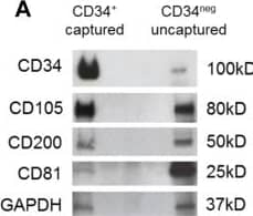 Characteristics of captured exosomes. A) A representative Western blot profile of the captured CD34+ exosomes and of non-captured CD34neg exosomes which were isolated by ultracentrifugation from the same AML plasma sample. B) After co-incubation of NK cells with CD34+ exosomes captured directly from AML plasma or CD34neg exosomes as described in materials and Methods, NKG2D expression (in MFI) was found to be down-regulated only with CD34+ exosomes (red) compared to CD34neg exosomes (green) or control without exosomes (blue). The gray peak denotes isotype control. In contrast, NKp46 expression was down-regulated by co-incubation with CD34neg exosomes. Image collected and cropped by CiteAb from the following open publication (//pubmed.ncbi.nlm.nih.gov/25093329), licensed under a CC-BY license. Not internally tested by R&D Systems.