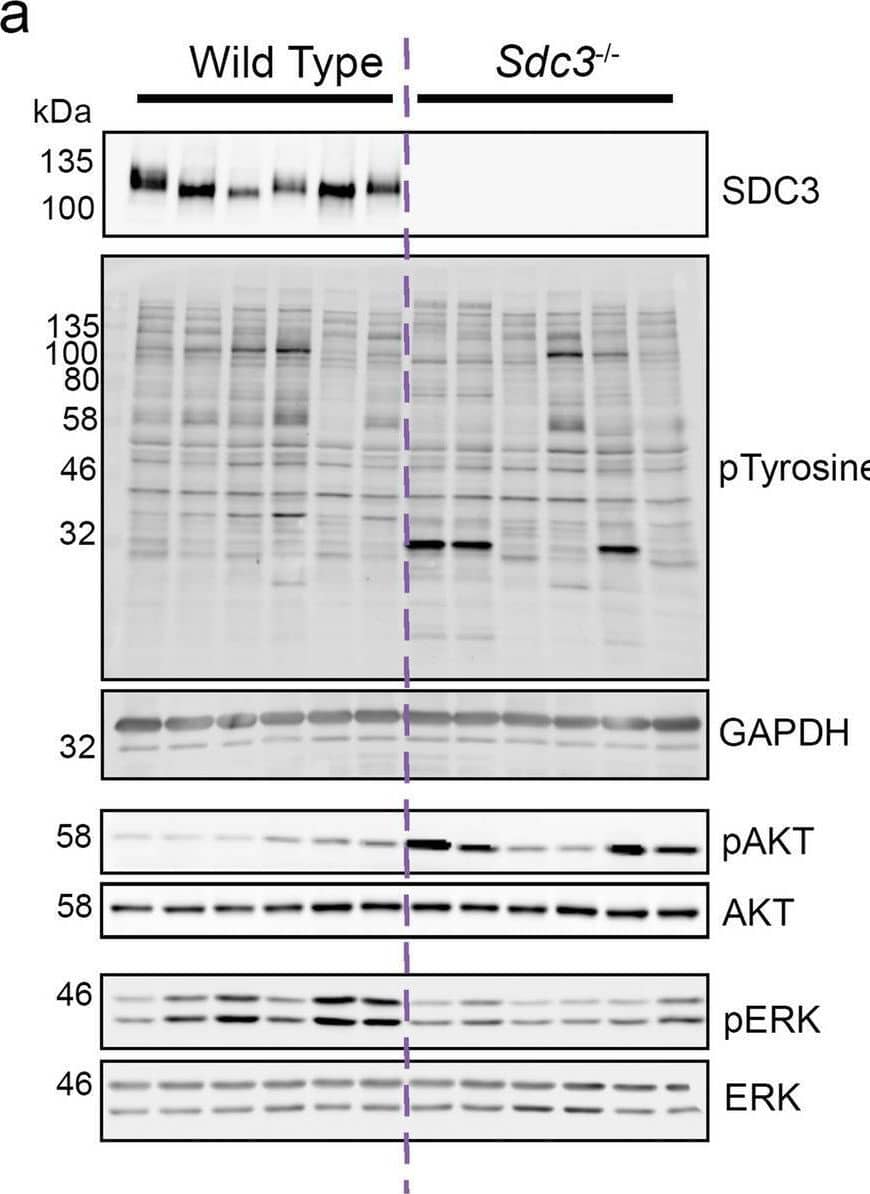 Loss of SCD3 in MSCs causes increased ATK phosphorylation and a reduction in ERK phosphorylation. MSCs were isolated from wild type (n = 6) and Sdc3−/− (n = 6) mice, cultured in full growth medium, and lysed ready for western blotting. (a) Representative images of blots used for quantification. SDC3 knockout was confirmed for Sdc3−/− MSCs in each sample. (b) Total phosphorylated tyrosine normalised to GAPDH. (c) Phosphorylated AKTSer473 was normalised to total AKT. (d) Phosphorylated ERKThr202/Tyr204 was normalised to total ERK. Quantification was performed using ImageJ. Data displayed as mean ± standard deviation; *p < 0.05; **p < 0.01. Full-length blots are presented in Supplementary Figure 1. Image collected and cropped by CiteAb from the following open publication (//pubmed.ncbi.nlm.nih.gov/33235244), licensed under a CC-BY license. Not internally tested by R&D Systems.