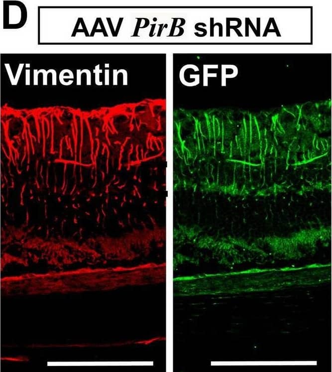 Immunohistochemistry PIR-B Antibody [Unconjugated]