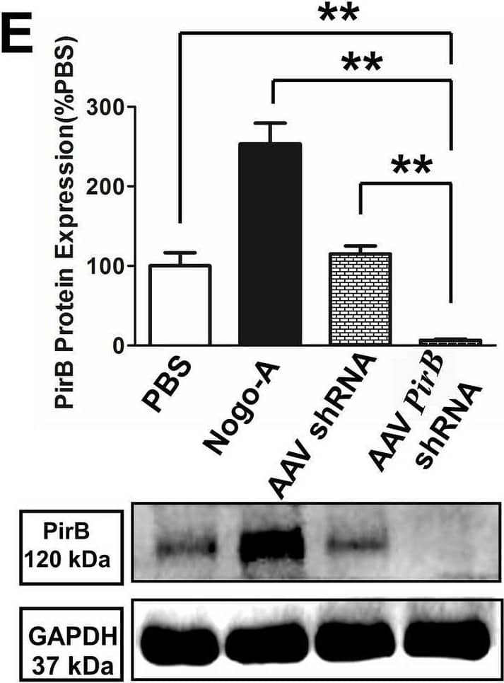 Western Blot PIR-B Antibody [Unconjugated]