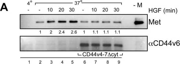 The link between CD44v6&the cytoskeleton through Ezrin is required for Met internalization.(A) HeLa cells transfected with a rat CD44v4-7 construct deleted from the cytoplasmic domain (CD44v4-7 delta cyt) or a control vector. The kinetic of Met internalization upon HGF induction was measured in a MESNA experiment (Material&Methods). In the first sample cells kept at 4°C. –M refers to a sample obtained from cells that not treated with MESNA. The Western Blot analysis was performed with a Met specific antibody&the rat specific CD44v6 antibody 1.1ASML (Material&Methods). Image collected & cropped by CiteAb from the following open publication (//pubmed.ncbi.nlm.nih.gov/23626807), licensed under a CC-BY license. Not internally tested by R&D Systems.