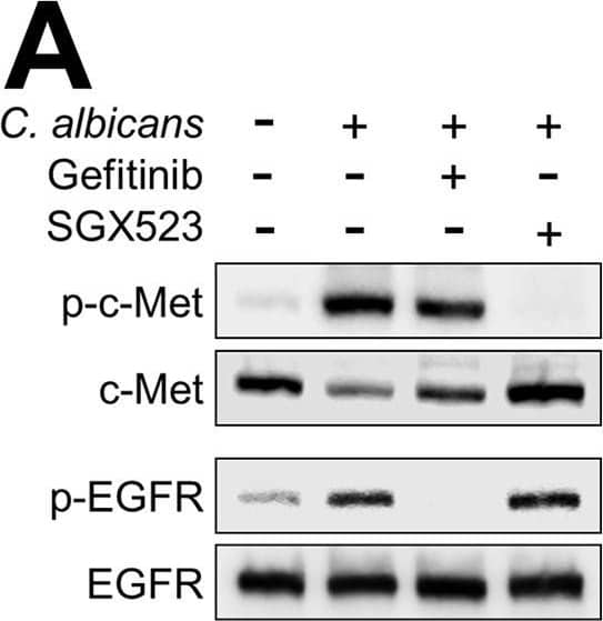 Functional interactions among c-Met, EGFR, and E-cadherin during the endocytosis of C. albicans.(A-C) Immunoblot analysis showing the effects of the EGFR inhibitor gefitinib and the c-Met inhibitor SGX523 on C. albicans-induced phosphorylation of c-Met and EGFR in oral epithelial cells after 20 min of infection. Representative immunoblot (A), densitometric analysis of 4 immunoblots showing the phosphorylation of EGFR (B) and c-Met (C). Data are mean ± SD. (D) Effects of SGX523 and gefitinib on the endocytosis of C. albicans by oral epithelial cells. (E and F) Endocytosis of C. albicans by NIH/3T3 cells that expressed human c-Met (E) or human c-Met, EGFR, and HER2 (F). (G) Confocal micrographs of NIH3T3 cells expressing no human receptors (control), human c-Met, human EGFR and HER2, or human c-Met, EGFR, and HER2. The cells were infected with wild-type C. albicans germ tubes for 20 min, after which phosphorylated c-Met was detected with a phosphospecific anti-c-Met antibody. Scale bar 10 μm. Results in (D-F) are the mean ± SD of three experiments, each performed in triplicate. *p < 05, **p < 0.01, ***p < 0.001, ****p < 0.0001, ns; not significant (one-way ANOVA with Sidak’s multiple comparisons test [B-D] or two-tailed Student’s t test [E and F]). Image collected and cropped by CiteAb from the following open publication (//pubmed.ncbi.nlm.nih.gov/37611070), licensed under a CC-BY license. Not internally tested by R&D Systems.