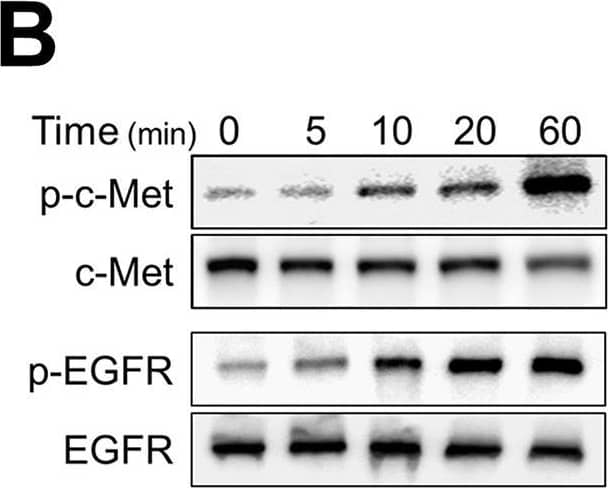 C. albicans activates c-Met in oral epithelial cells.(A) Confocal microscopic images of OKF6/TERT-2 oral epithelial cells infected with C. albicans SC5314 for 20 min. c-Met, the epidermal growth factor receptor (EGFR), and E-cadherin were detected by indirect immunofluorescence using specific antibodies. Arrows point to the organisms in the magnified insets. Scale bar 10 μm. (B and C) Immunoblot analysis showing the time course of the phosphorylation of c-Met and EGFR in oral epithelial cells induced by C. albicans germ tubes (B). Densitometric analysis of 4 immunoblots (C). Data are mean ± SD. (D and E) Knockdown of c-Met with siRNA (D) or inhibition of c-Met signaling with SG523 (E) in oral epithelial cells inhibits the endocytosis of C. albicans. (F) Stimulation of oral epithelial cells with recombinant hepatocyte growth factor (HGF) enhances the endocytosis of C. albicans. Data in (D-F) are the mean ± SD of three experiments, each performed in triplicate. **p < 0.01, ****p < 0.0001, ns; not significant (two-tailed Student’s t test [D and E] or one-way ANOVA with Sidak’s multiple comparisons test [F]). Image collected and cropped by CiteAb from the following open publication (//pubmed.ncbi.nlm.nih.gov/37611070), licensed under a CC-BY license. Not internally tested by R&D Systems.