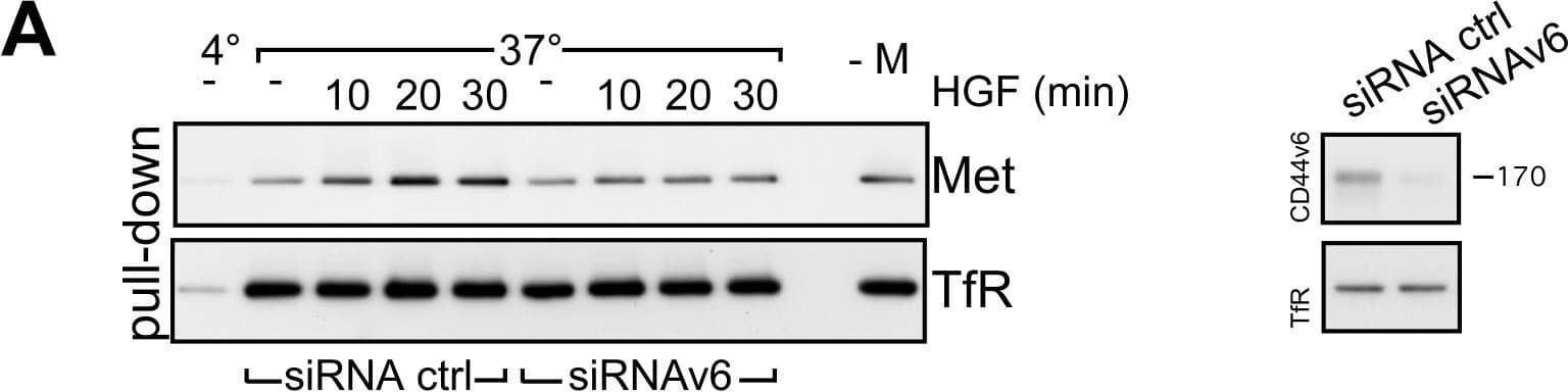 CD44v6 controls Met internalization.(A) Left side: HeLa cells were transfected either with a pool of control siRNAs or a mixture of two different CD44v6 specific siRNAs and starved for 24 hours (Material and Methods). The cells were biotinylated (0,5 mg/ml), induced with HGF (50 ng/ml) and treated with MESNA. After cell lysis, proteins were pulled down with a NeutrAvidin resin and subjected to Western Blot analysis with Met or the Transferrin receptor (TfR) antibodies. For the first sample the cells were kept at 4°C. –M: the cells were not treated with MESNA. Right side: Western Blot analysis of cell lysates of ctrl siRNAs and CD44v6 siRNAs transfected HeLa cells using the CD44v6 and the TfR antibodies. (B) Starved HeLa cells respectively HT29 cells were incubated with the v6 peptide or a control peptide for 10 minutes at 37°C and then induced with 25 ng/ml of HGF for the indicated time points. Cells were then either lysed and the lysates were subjected to Western Blot analysis for phospho-Met and Met (below) or cells were fixed, permeabilized and stained for Met with specific antibodies (red) (above). Nuclei were stained with Dapi and images were taken with a confocal microscope (Leica SPE) using a 63× objective. The quantification of three independent experiments (n = 40) is shown. The percentage of cells with Met exclusively located at the plasma membrane was calculated for each time point. Student´s t test: ***p<0,001. Image collected and cropped by CiteAb from the following open publication (//pubmed.ncbi.nlm.nih.gov/23626807), licensed under a CC-BY license. Not internally tested by R&D Systems.