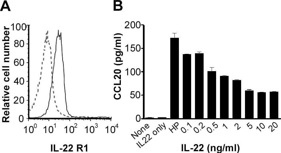 Stimulation of AGS cells with IL-22 leads to the inhibition of H. pylori-induced CCL20 expression.A, AGS cells were stained with an isotype control antibody (dashed line) or an anti-IL-22R1 antibody (solid line) conjugated with allophycocyanin and analyzed by flow cytometry. B, AGS cells were infected with H. pylori (HP) in the presence of various concentration of IL-22 for 24 h and the CCL20 concentration in the culture supernatants was determined by ELISA. C-D, AGS cells were infected with H. pylori in the presence or absence of IL-22 and the CCL20 mRNA in the cells (C) and CCL20 protein in the culture supernatants (D) were determined by real-time PCR and ELISA, respectively. E. AGS cells were pretreated with a neutralizing antibody against IL-22R1 (2 µg/ml) for 1 h followed by the H. pylori infection in the absence or presence of IL-22 for 6 h. The CCL20 concentration in the culture supernatants was determined by ELISA. Data represent the mean ± SEM from three independent experiments. **, p<0.005; *, p<0.02 for H. pylori + IL-22 versus H. pylori only. Image collected and cropped by CiteAb from the following publication (//dx.plos.org/10.1371/journal.pone.0097350), licensed under a CC-BY license. Not internally tested by R&D Systems.