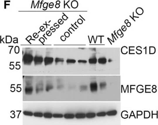 Western Blot MFG-E8 Antibody [Unconjugated]