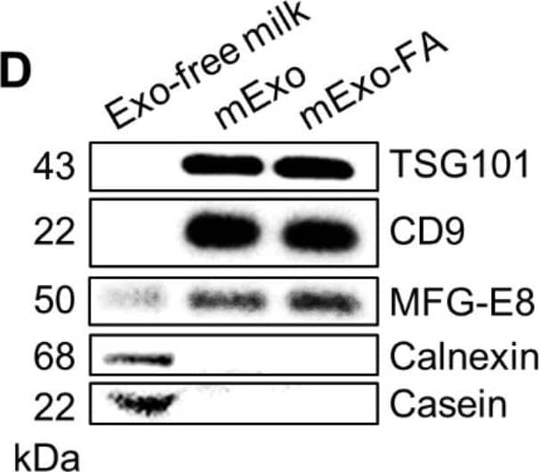 Western Blot MFG-E8 Antibody [Unconjugated]
