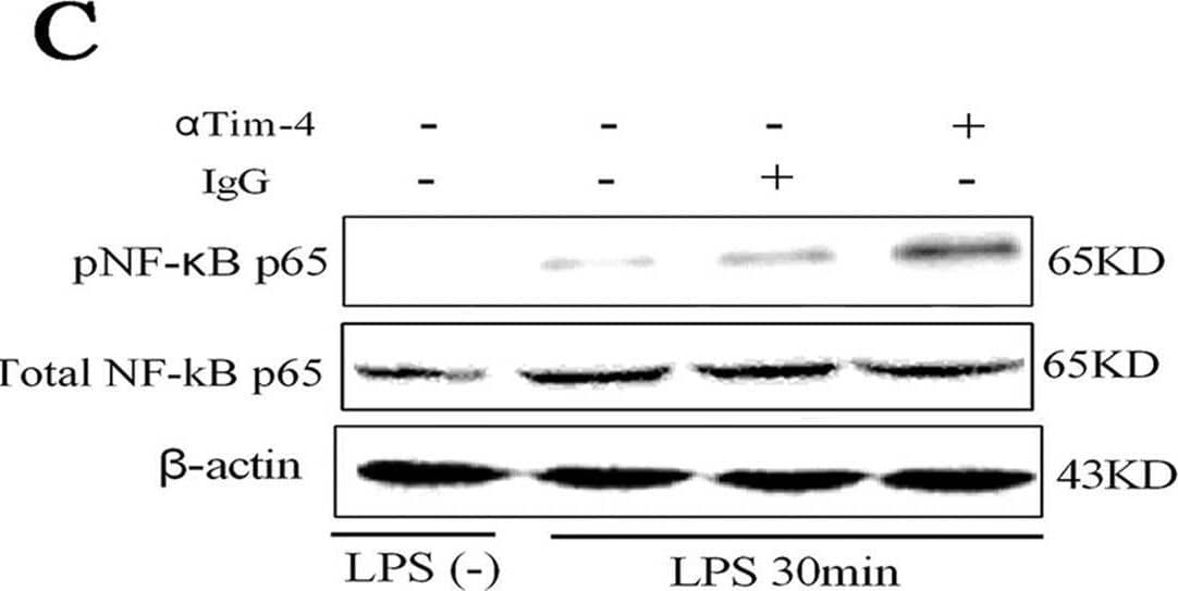Western Blot TIM-4 Antibody [Unconjugated]